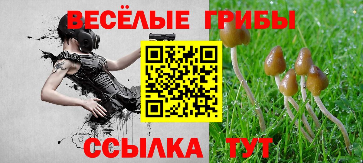 Кириши  наркота  Вход с VPN  Галлюциногенные грибы Psilocybine cubensis 